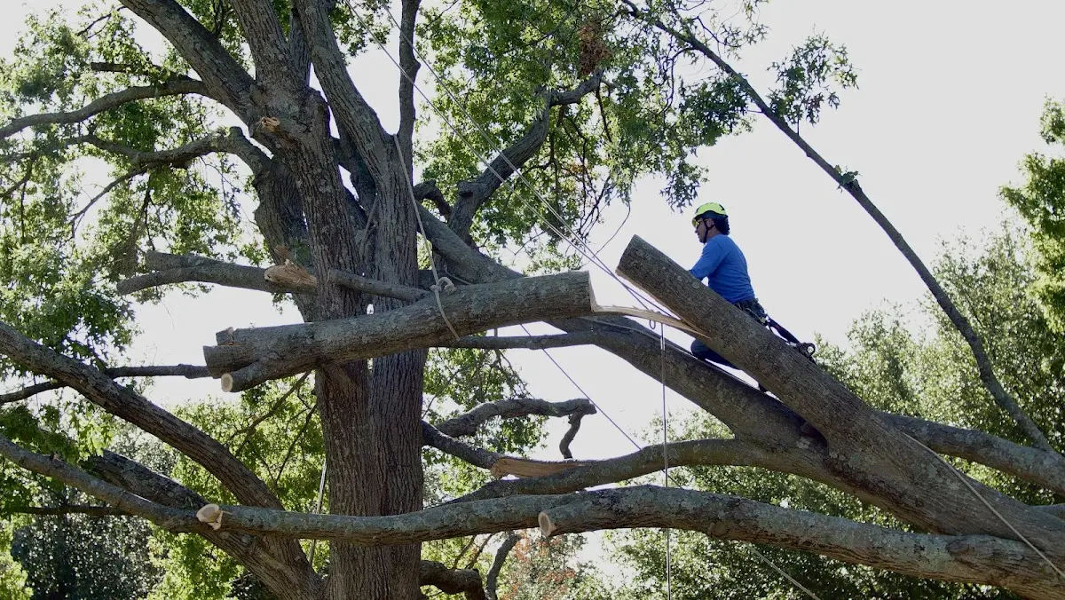 Professional Crown Thinning performed by certified arborists in Tibbie