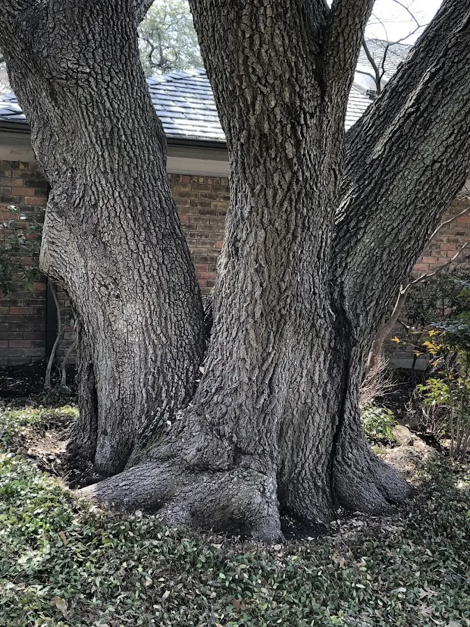 Mature heritage tree close to a Tibbie property cared for by certified arborists
